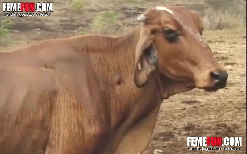 best of Videos penis bestiality cow suck