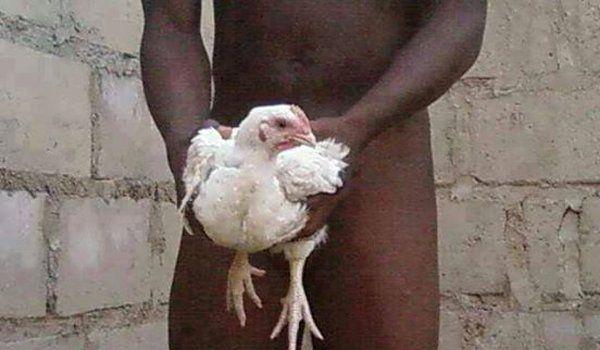 Fucking chicken man Chicken Porn