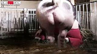 Tic T. recomended piggy fucked bbw