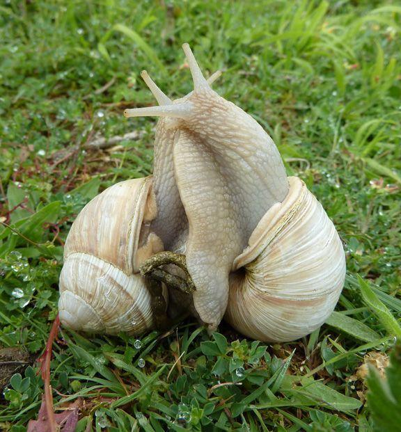 best of Walk over snail