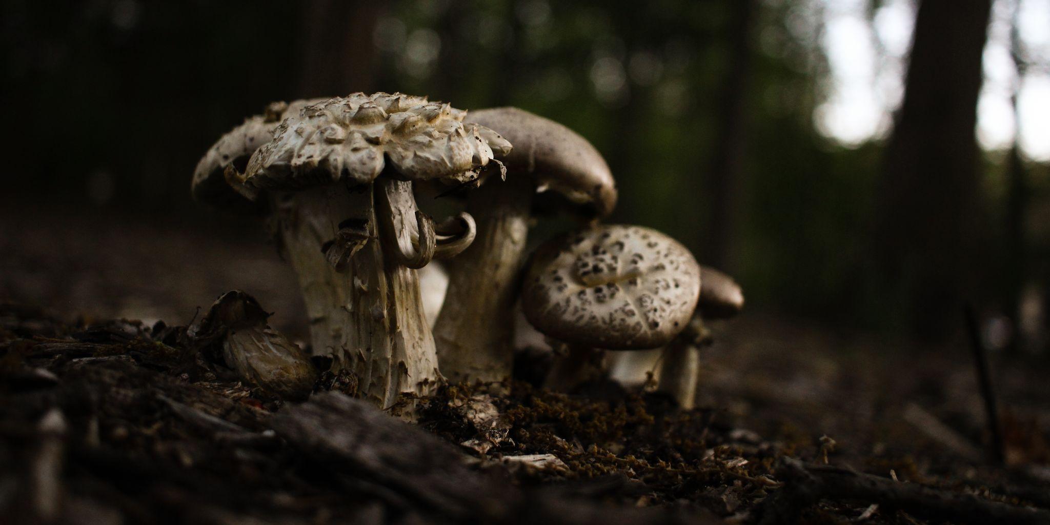 High mushrooms