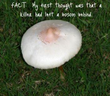 best of Mushrooms high