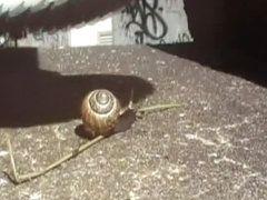 best of Walk over snail