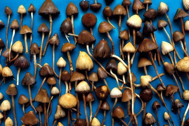 Mushroom recommend best of mushrooms high